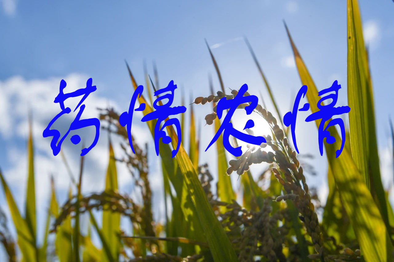 草甘膦等原藥價格上漲，氯蟲苯甲酰胺等原藥價格下跌